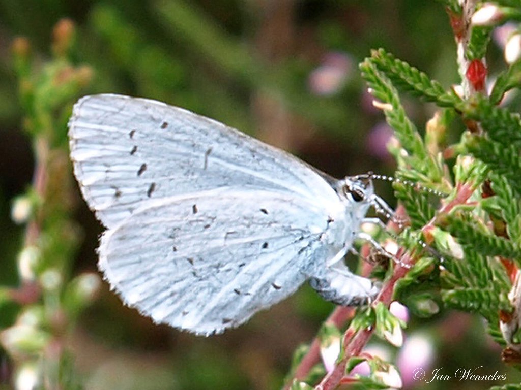 Boomblauwtje, Celastrina argiolus.JPG